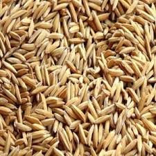 Rainfed Rice Seeds