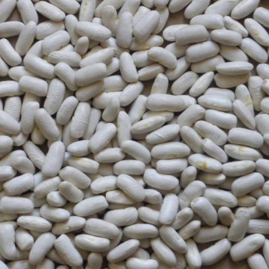 Seeds White Lingot Bean