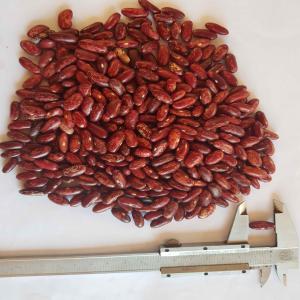 Red marbled bean seeds