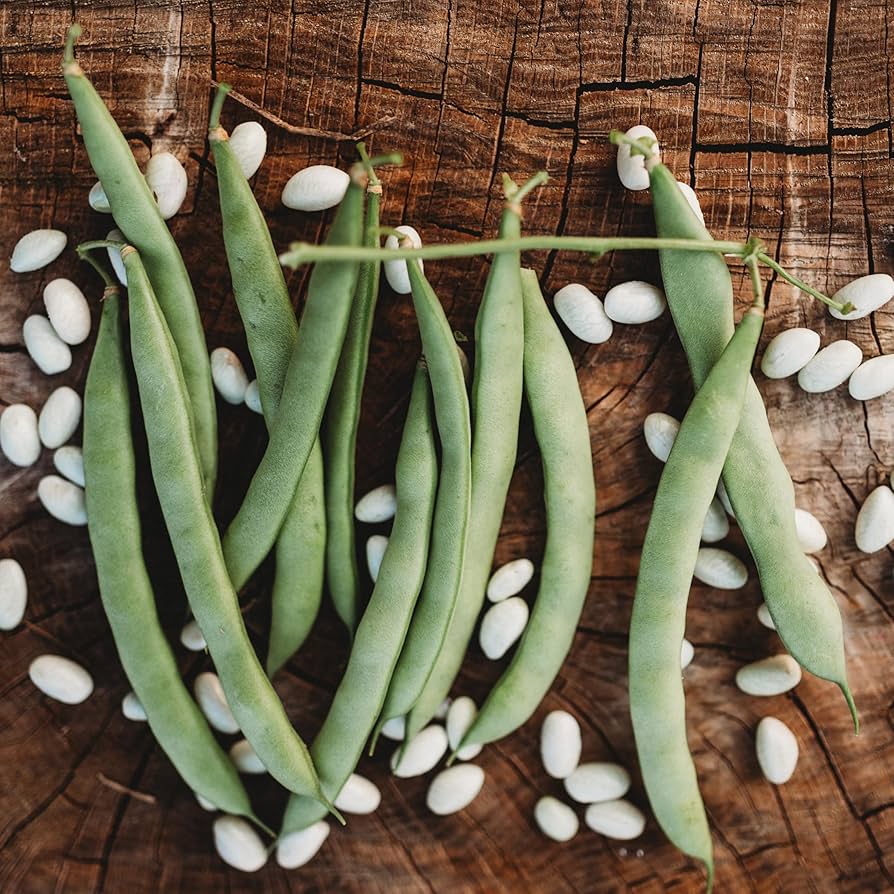 10g Green Bean Seeds
