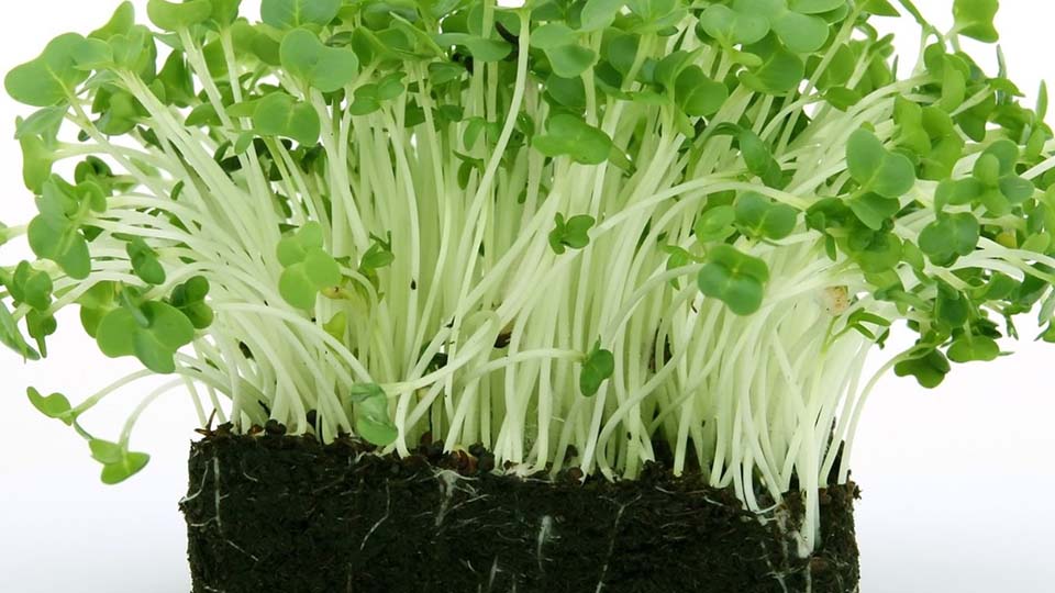 10g of rain cress seeds