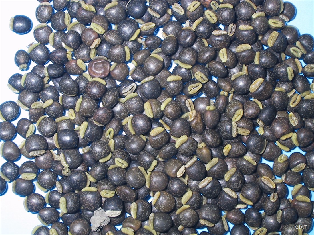 Cajanus agroforestry seeds (Cajanus cajan indic)